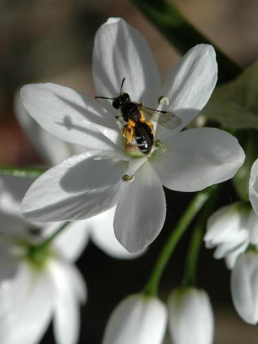 Andrena sp.